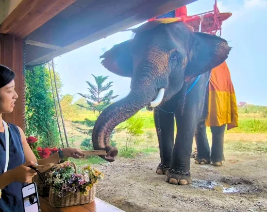 世界遺産アユタヤ遺跡観光 + 象が遊びに来るカフェで特別ふれあい体験♪ 象との写真タイム+餌やり体験付き